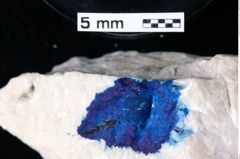 Foto (Detailansicht) von Gastrosacus limacurvus (Robins, Feldmann & Schweitzer, 2013) (NHMW-GEO-1990-0041-0180a)